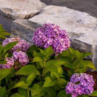 ancaster landscape the grand haven